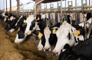 Black and white dairy cows feeding in a milking parlour, representing the agricultural environment where Silclear’s milk tubing is used for hygienic and efficient milk transfer.